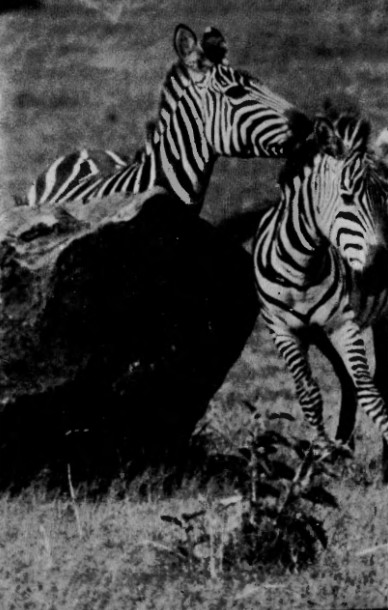 Зебрите използуват този скален блок, за да се чешат. Едната „хрупа“ приятелски гривата на другата. chesalka.jpg