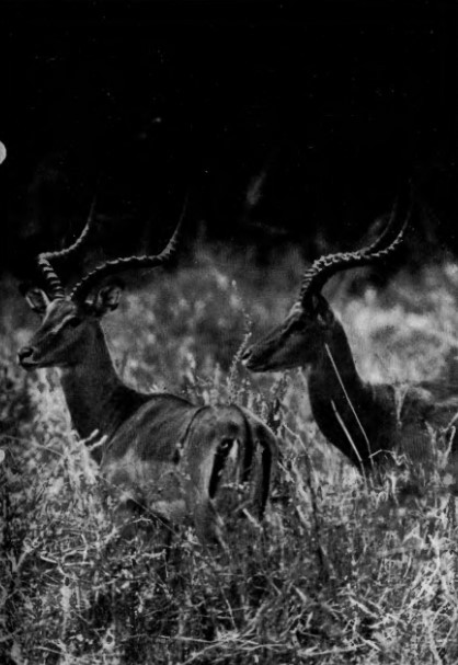 Две възрастни мъжки антилопи импала. impala.jpg