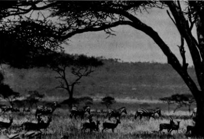 Заедно с антилопите гну и зебрите газелите Томсън съставляват главната маса на степните животни. masata.jpg