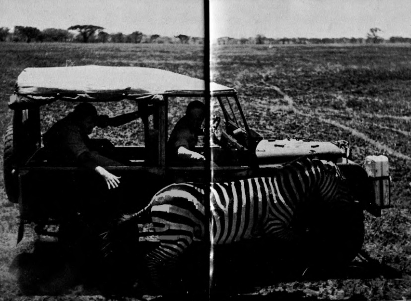 Кой ще улови пръв опашката на бягащата зебра. Михаел седи отзад. opashka.jpg