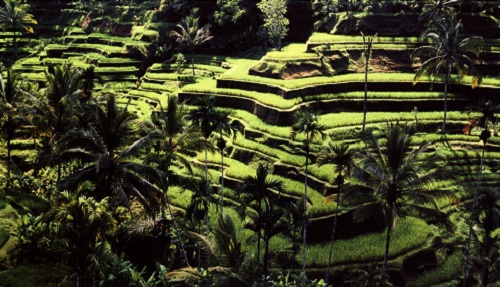 Оризови тераси в Бали. 1_orizovi_terasi.jpg