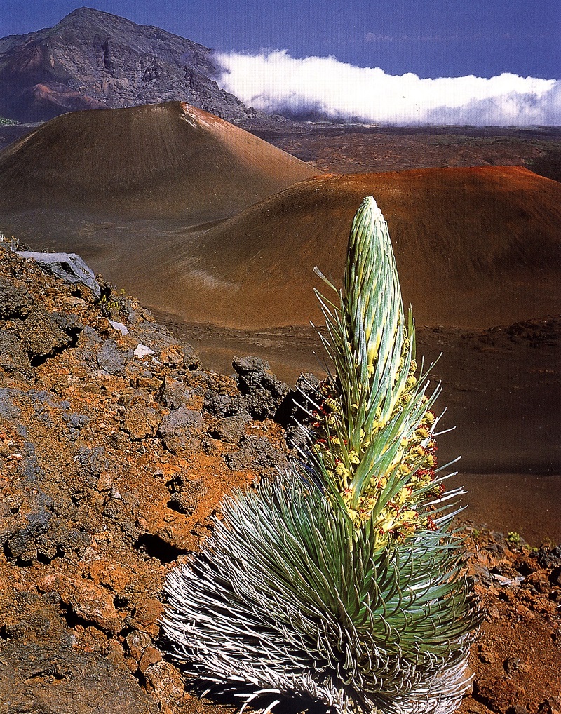 Сребърният меч колонизира новата вулканична скала, изхвърлена от вулкана Халеакала на о. Мауи. 355_haleakala.jpg