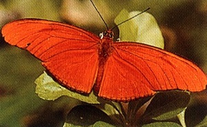 Мъгливата гора на Монтеверде се слави с изключително разнообразие от насекоми и птици. 60_gora_monteverde.jpg