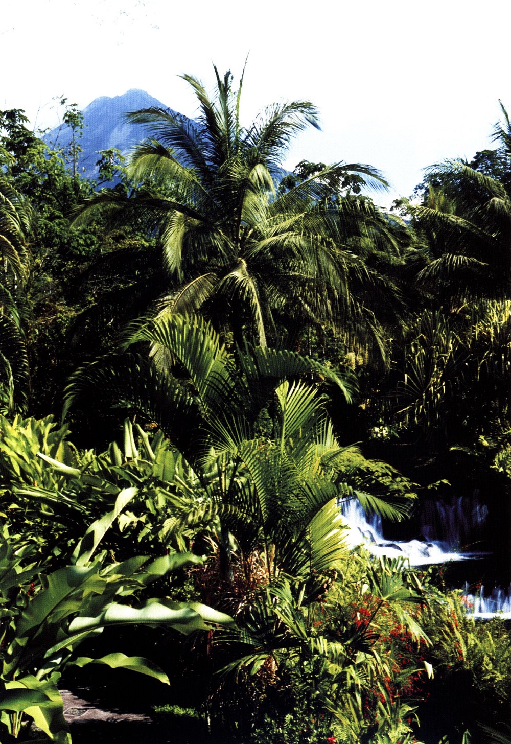 Националният парк Корковадо е дом на най-високото дърво в страната — 70-метровото сейбо. 65_korkovado.jpg