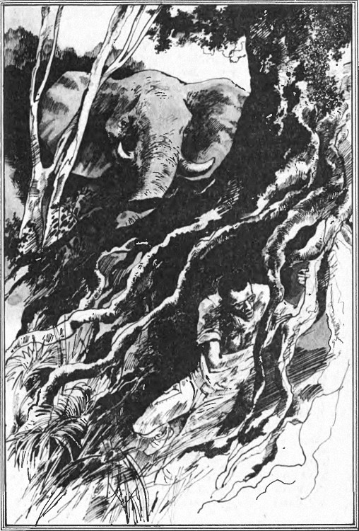 kambo_9.jpg kambo_9.jpg