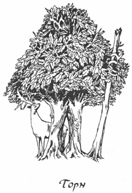 chervenija_ricar_torn.png chervenija_ricar_torn.png